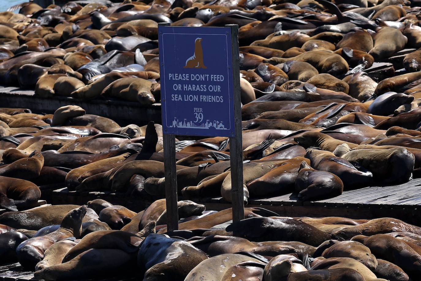 Los leones marinos, los reyes del Muelle 39 de San Francisco