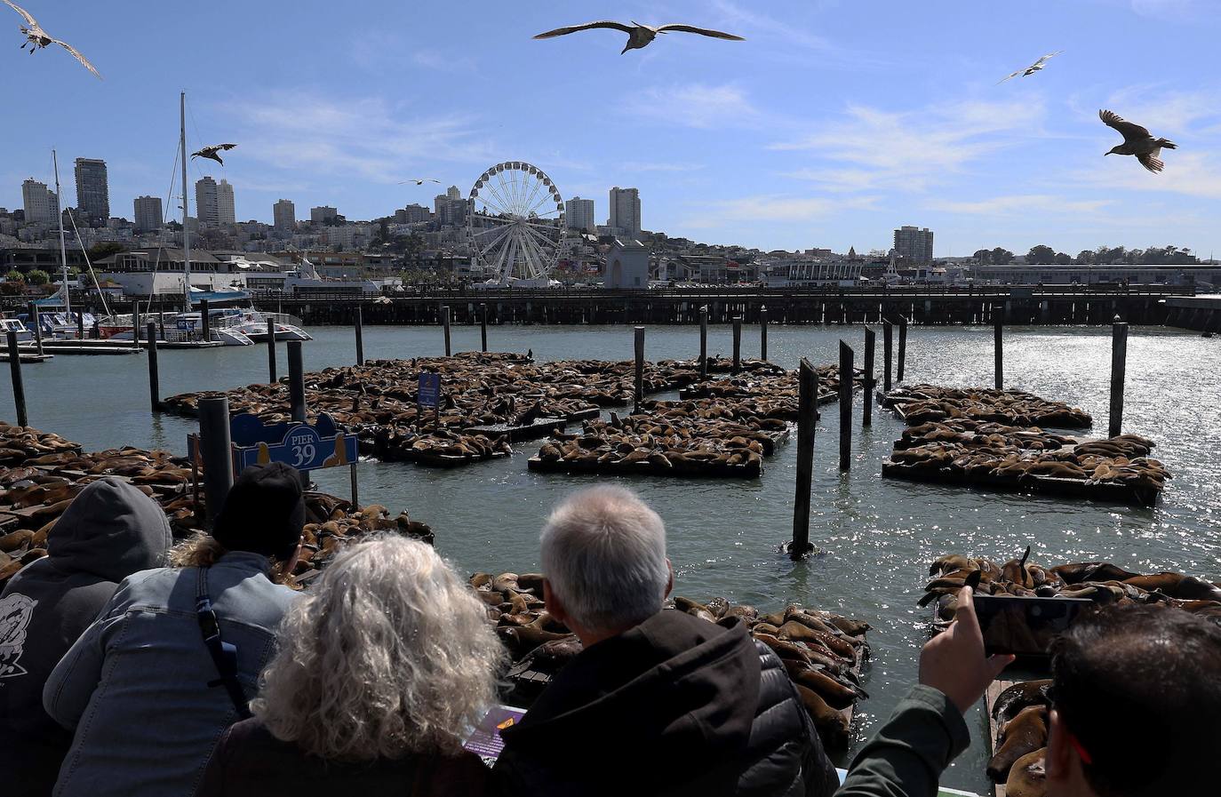 Los leones marinos, los reyes del Muelle 39 de San Francisco