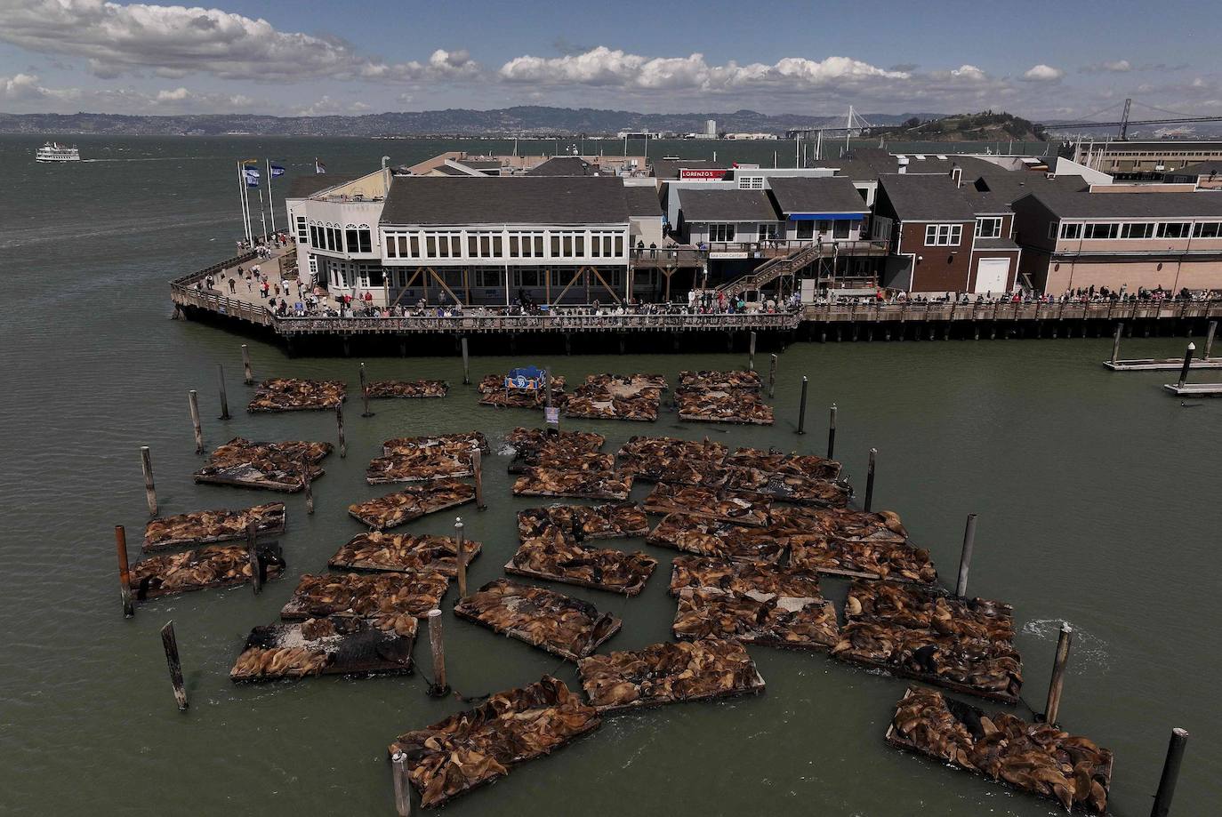 Los leones marinos, los reyes del Muelle 39 de San Francisco