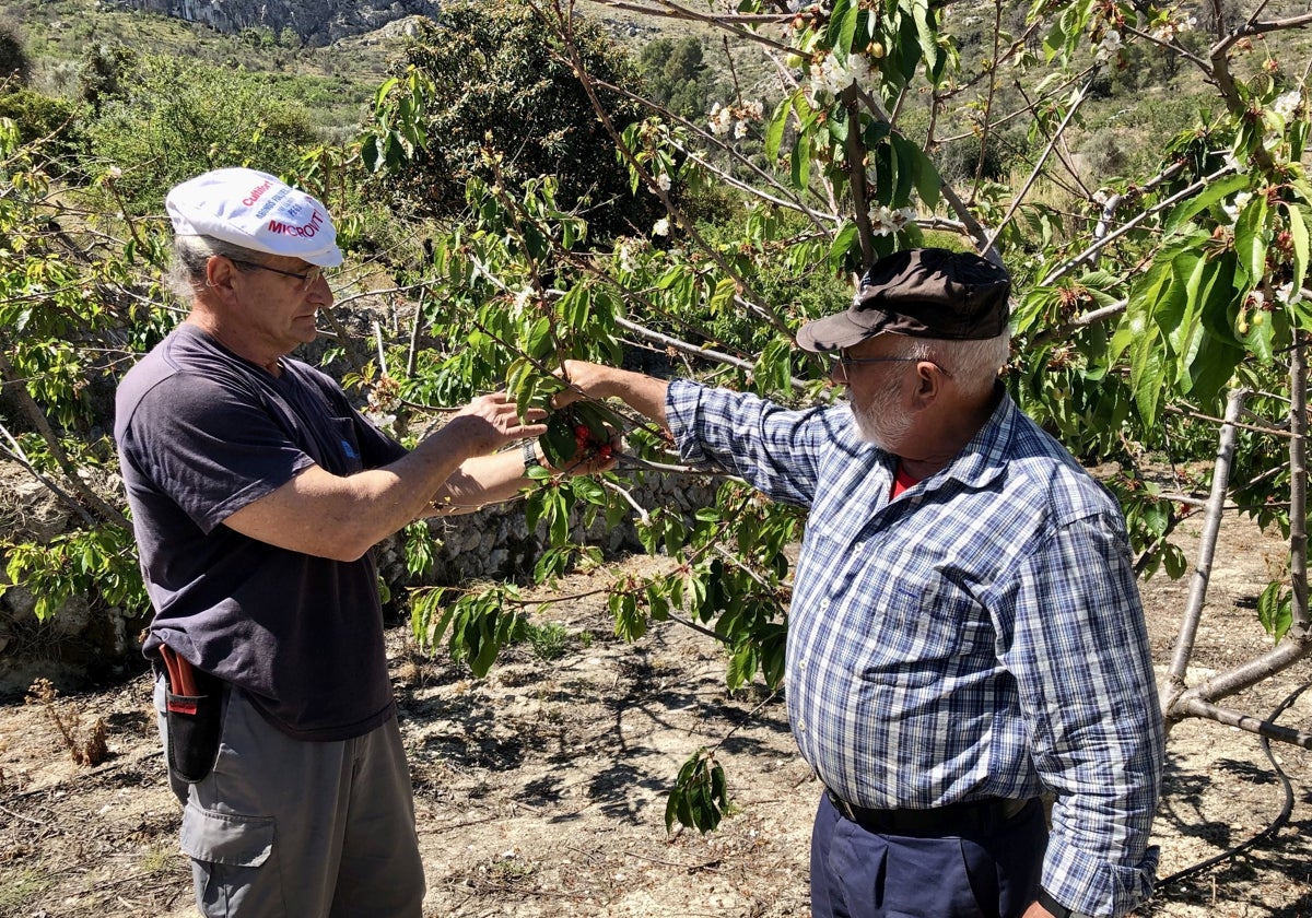 Emilio e Ismael comprueban las escasas cerezas rojas de los árboles.