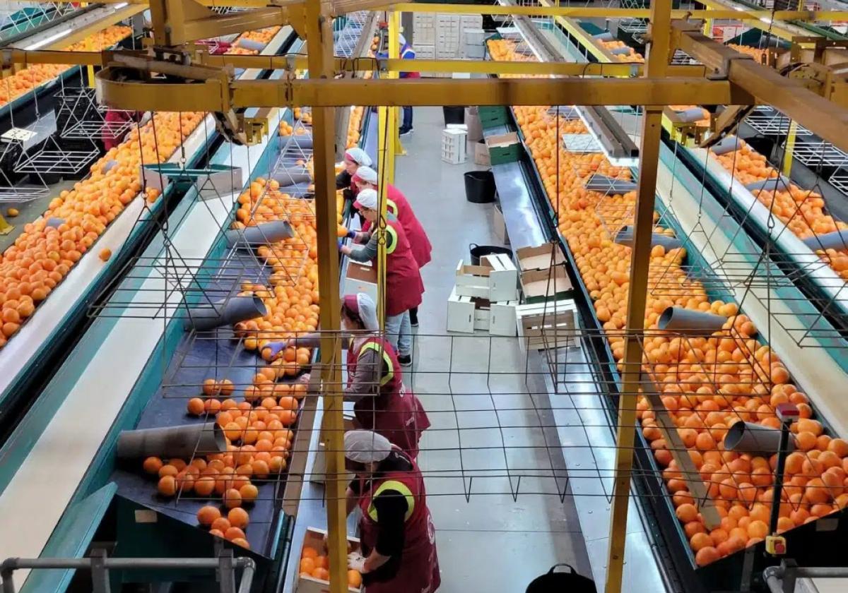 La naranja es uno de los productos que comercializa la cooperativa.