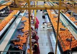 La naranja es uno de los productos que comercializa la cooperativa.