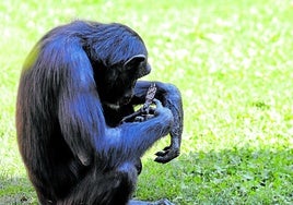 La chimpancé Natalia sostiene en brazos el cuerpo yacente de su cría.