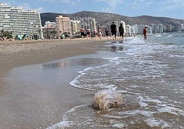 Las primeras medusas llegan a las playas valencianas
