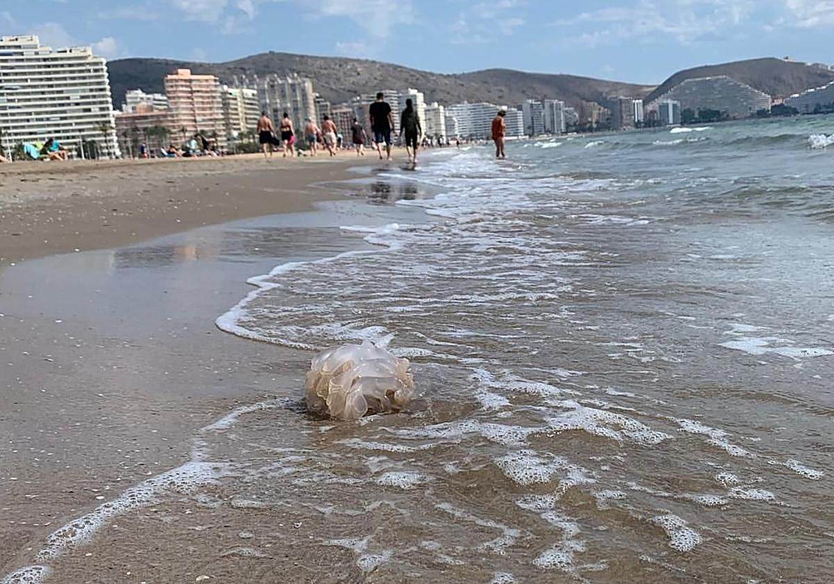 Las primeras medusas llegan a las playas valencianas