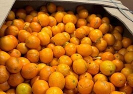 Las importaciones de naranjas de Egipto se han multiplicado por cien en diez años