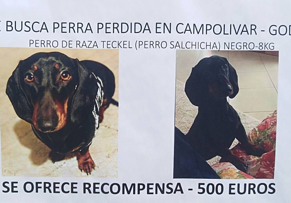 Uno de los carteles con la imagen de la perra Choco colocado junto a la farmacia de Campolivar, en Godella.