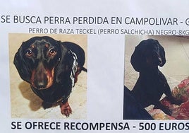 Uno de los carteles con la imagen de la perra Choco colocado junto a la farmacia de Campolivar, en Godella.