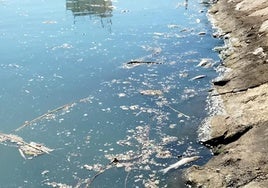 Peces muertos en el Turia la pasada semana.