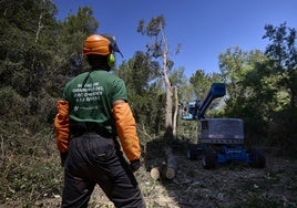 Operarios del servicio de Disminución de Riesgo de Incendio Forestal de la Devesa, de SAV, en los trabajos de poda de la Devesa.