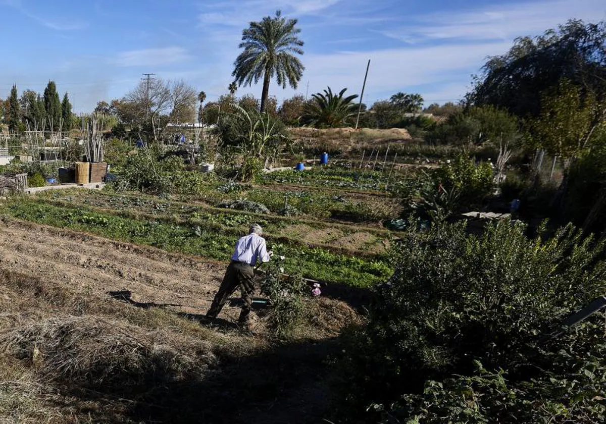 El Ayuntamiento aprueba crear otros 25 huertos urbanos en Orriols