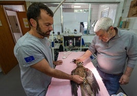 Dos veterinarios atienden a un milano negro.