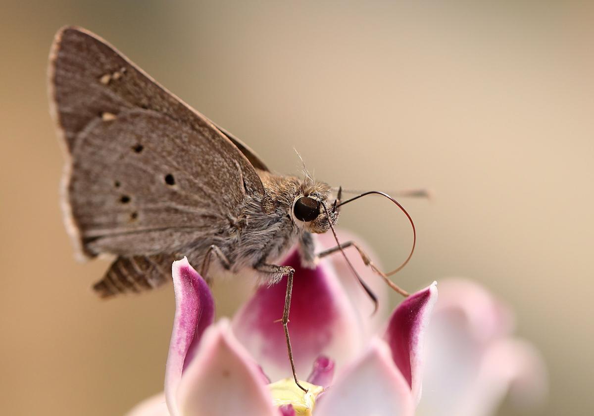 Una polilla.