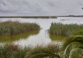 Estado actual de l'Albufera.