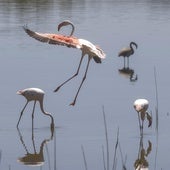 El III Simposio por la Albufera, una cita para trazar la hoja de ruta del lago