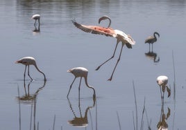 Los flamencos, una de las colonias de aves que más han proliferado los últimos meses en la Albufera.