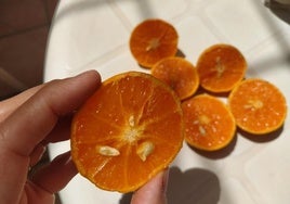 Problema comercial. Frutos de mandarina Orri, la más cara, con varias semillas cada uno. En principio no deberían tener ninguna.