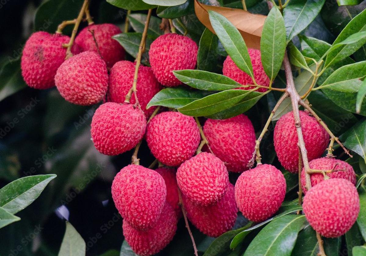 Lichi enuna imagen de archivo.