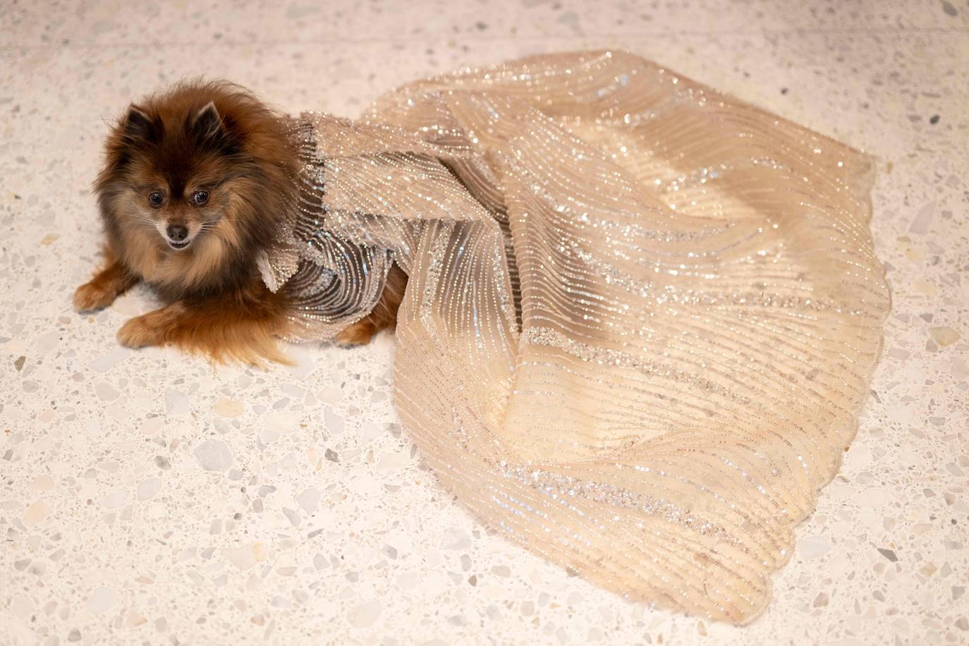 Daffodil, un pomeranian, vestido como la cantante y actriz Jennifer Lopez