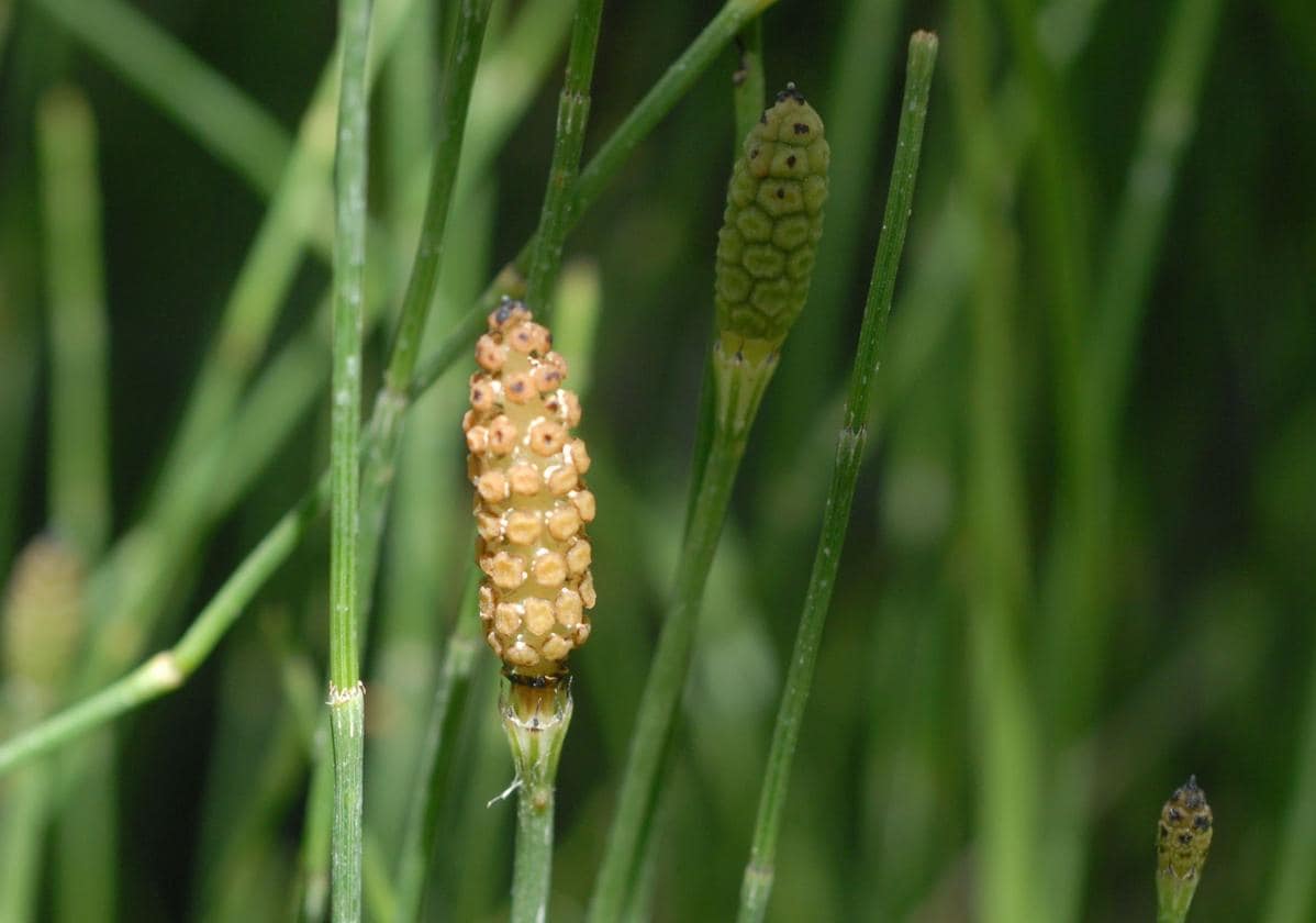 Horsetail: infusion for burning belly fat |  An infusion that helps reduce fluid retention and promotes nail and hair growth.