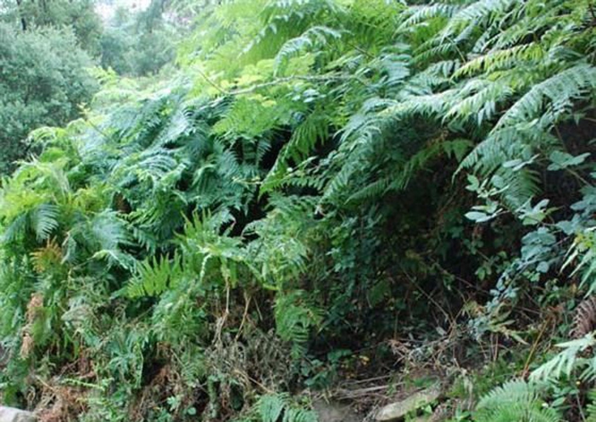 Imagen secundaria 1 - Distintas imágenes captadas en la Ruta Verde que proponemos: El Socabón, fuente fresca y nevera. 