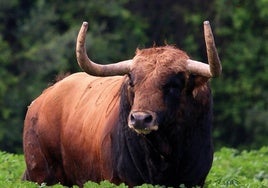 Seriedad de cara y armonía de hechuras en el toro de Fuente Ymbro.