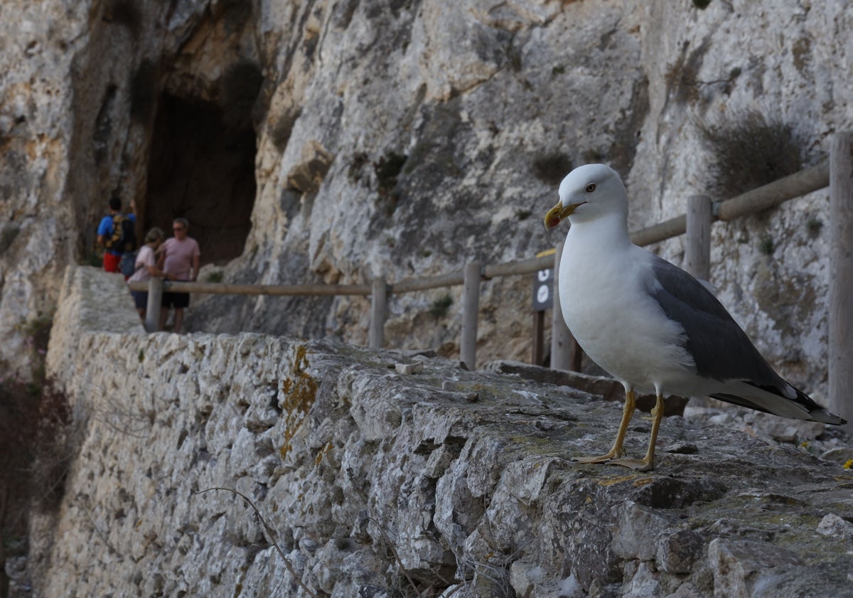 Imagen principal - Una gaviota cerca del túnel, senderistas al inicio del recorrido y un hotel para insectos.