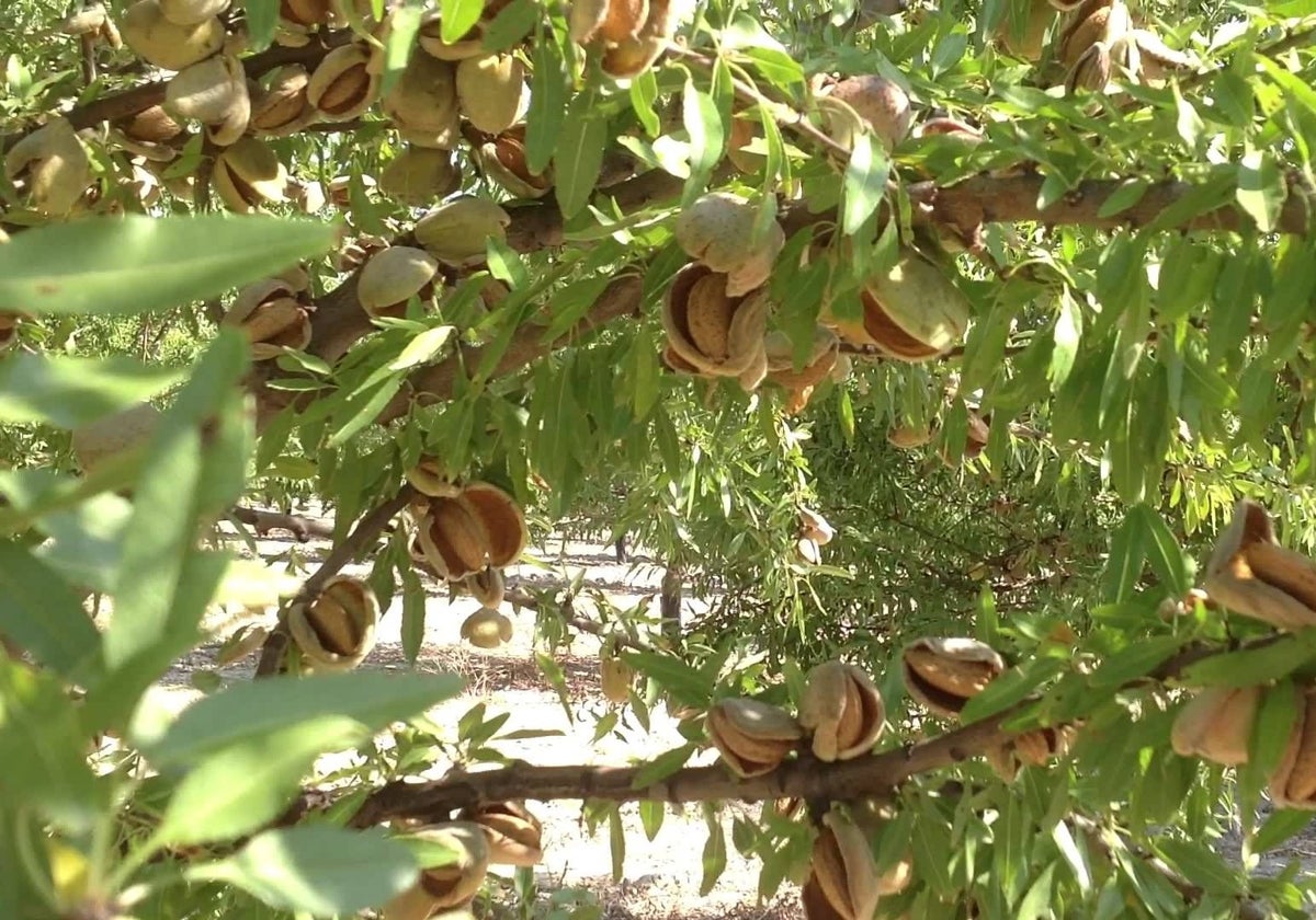 La Unió estima una producción de 4.000 toneladas de almendra en grano.