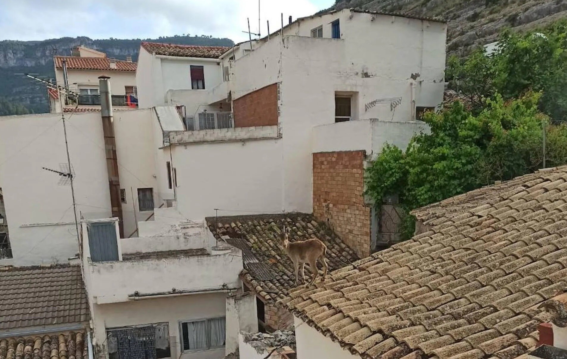 Seprona y la policía local trabajaron juntos para capturar una cabra de montaña que vagaba por la ciudad de l’Eliana.