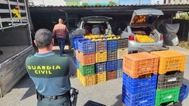 Algunas de las naranjas incautadas por la Guradia Civil.