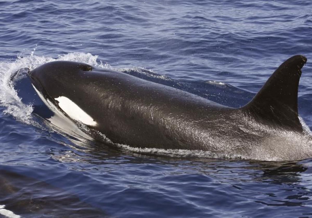 El Gobierno lanza un plan para minimizar los ataques de orcas a embarcaciones en el Estrecho