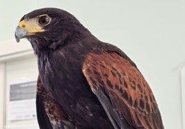 El águila recuperada este jueves de la terraza de un edificio en el Marítimo.