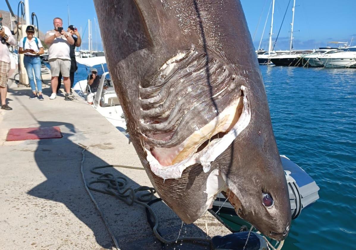 Imagen principal - Aparece en Altea uno de los tiburones más grandes del Mediterráneo