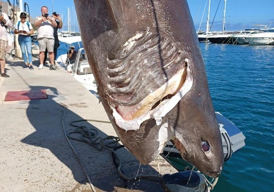 Cañabota encontrada esta semana en Altea.