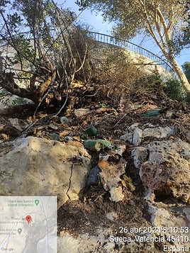 Vegetación invasora en la falda de la montaña.