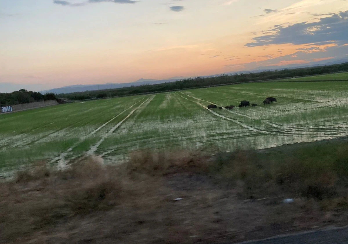 Patos y jabalíes se unen al asedio de los campos de arroz en la Albufera