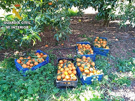 Naranjas robadas incautadas en otra operación reciente de la Guardia Civil.