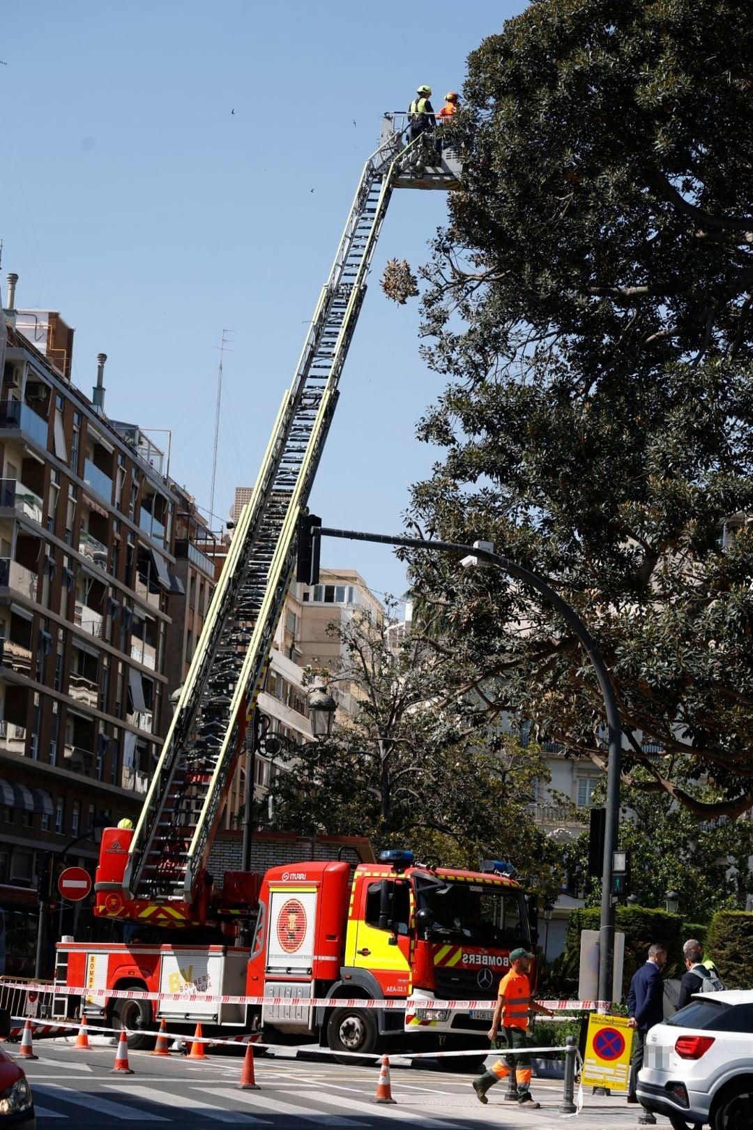 Parques y Jardines inicia la poda del ficus del Parterre de Valencia