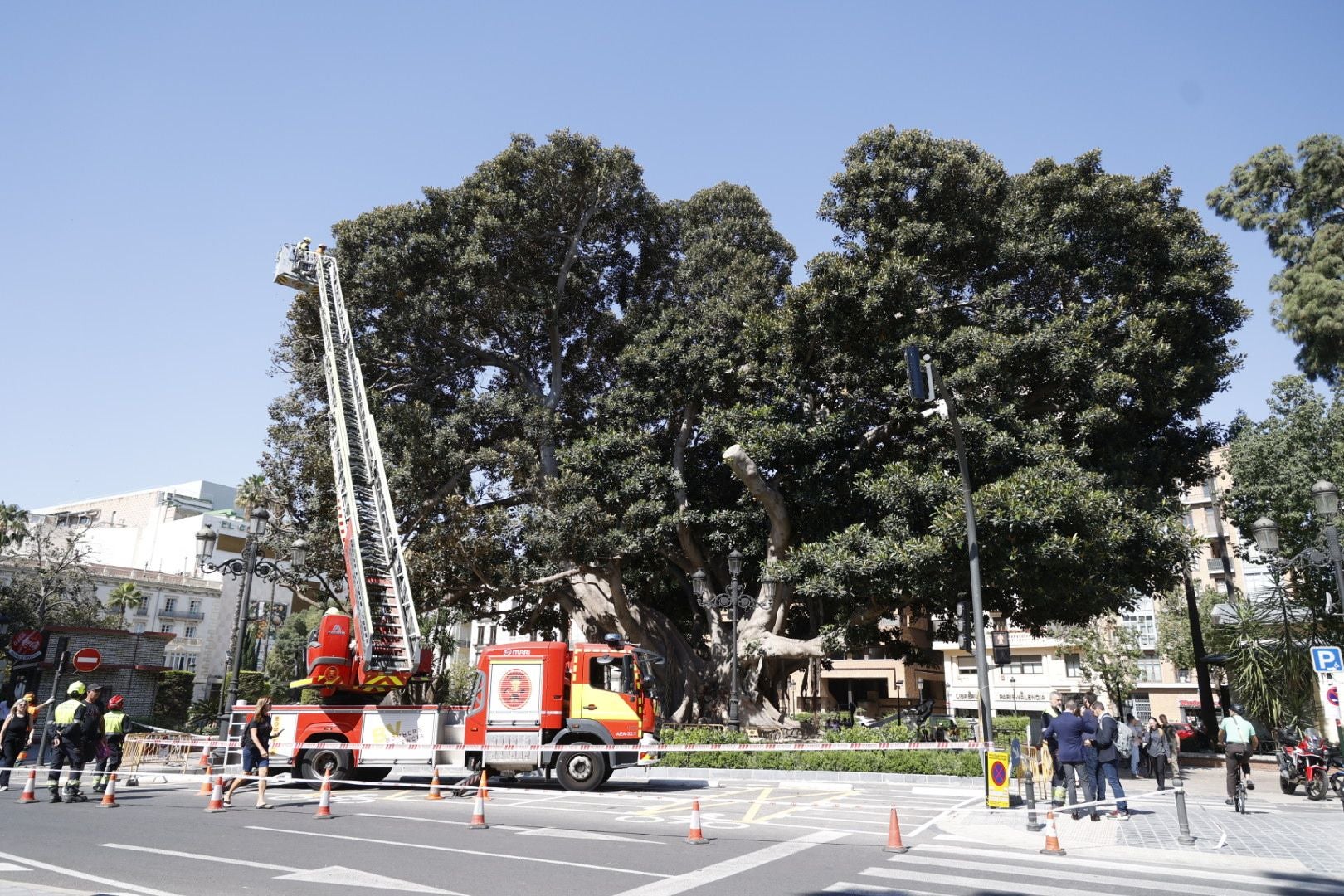 Parques y Jardines inicia la poda del ficus del Parterre de Valencia