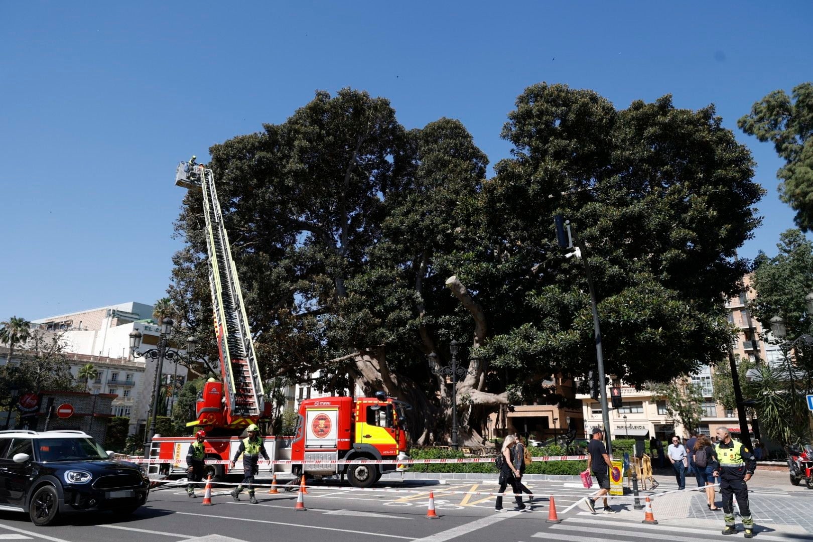 Parques y Jardines inicia la poda del ficus del Parterre de Valencia