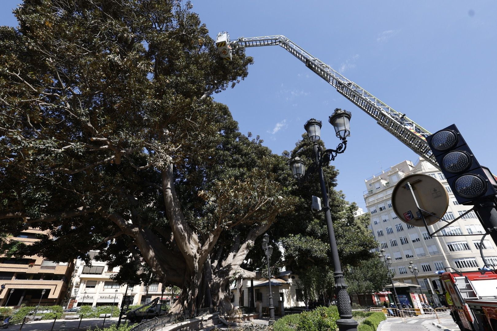 Parques y Jardines inicia la poda del ficus del Parterre de Valencia