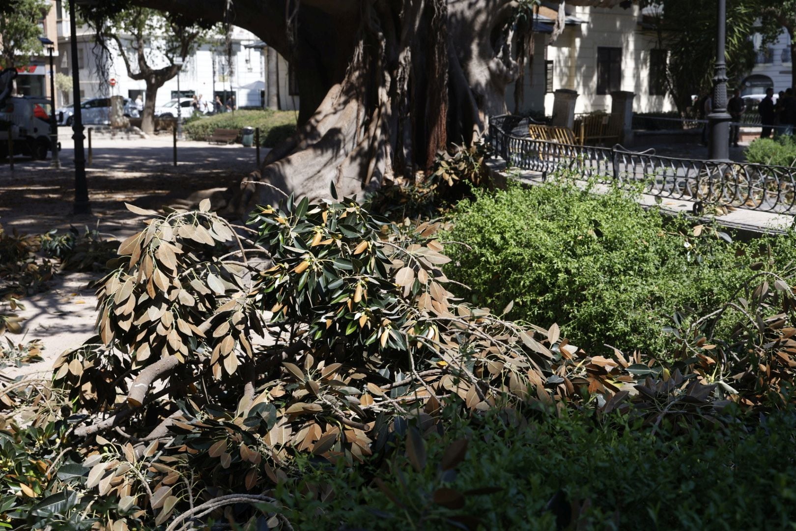 Parques y Jardines inicia la poda del ficus del Parterre de Valencia