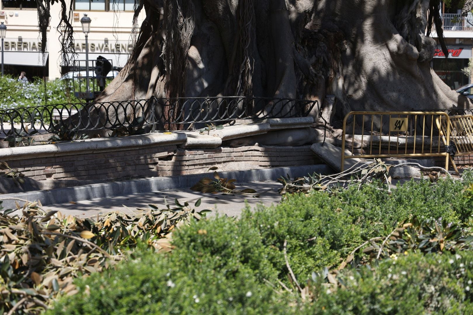 Parques y Jardines inicia la poda del ficus del Parterre de Valencia