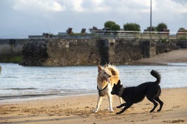 Una pareja de perros juega en una playa. Imagen de archivo.