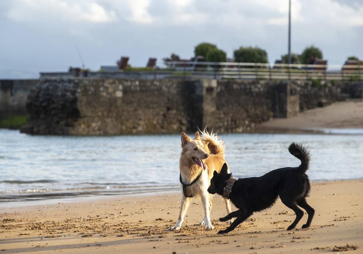 Una pareja de perros juega en una playa. Imagen de archivo.