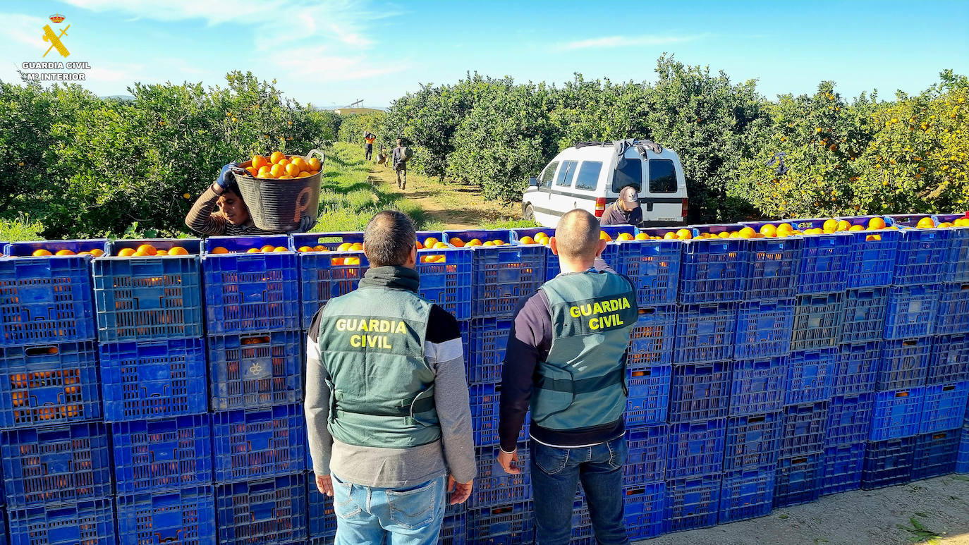 Agentes controlando la recogida de naranjas.