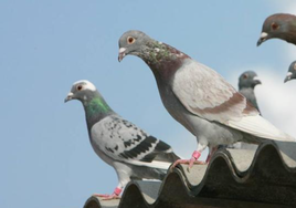 El truco infalible para alejar a las palomas de tu terraza