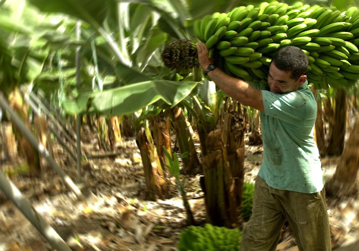 El plátano de Canarias alcanza precios históricos tras una inusual subida