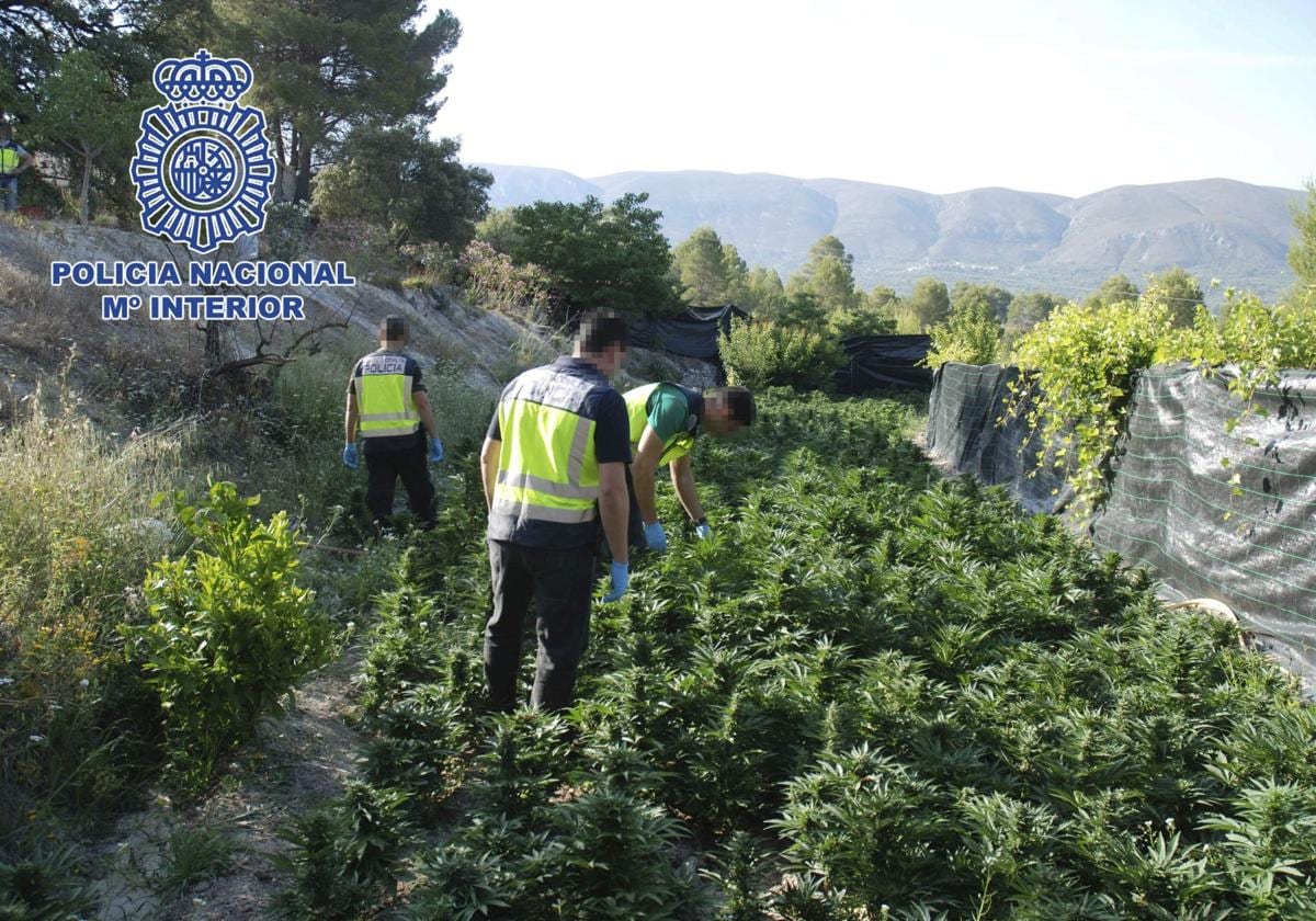 Detienen a 8 personas e intervienen armas y 421 plantas de marihuana en Villena