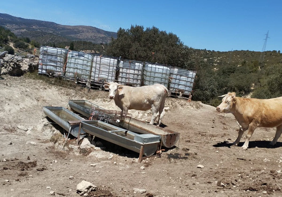 La sequía obliga ya a sacrificar las primeras cabezas de ganado en el norte de Castellón